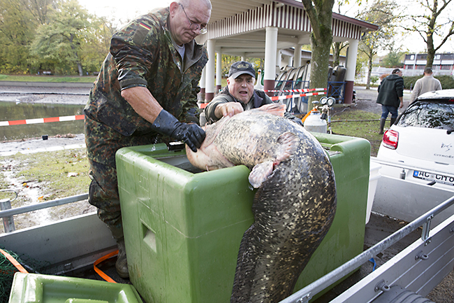 Ulrich Simons - Hangeweiher Abfischen